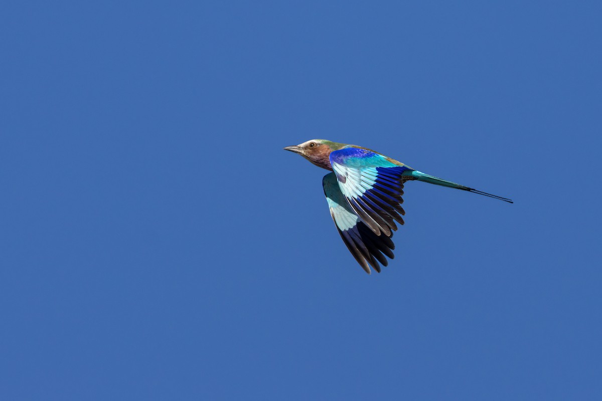 Lilac-breasted Roller - ML621678864