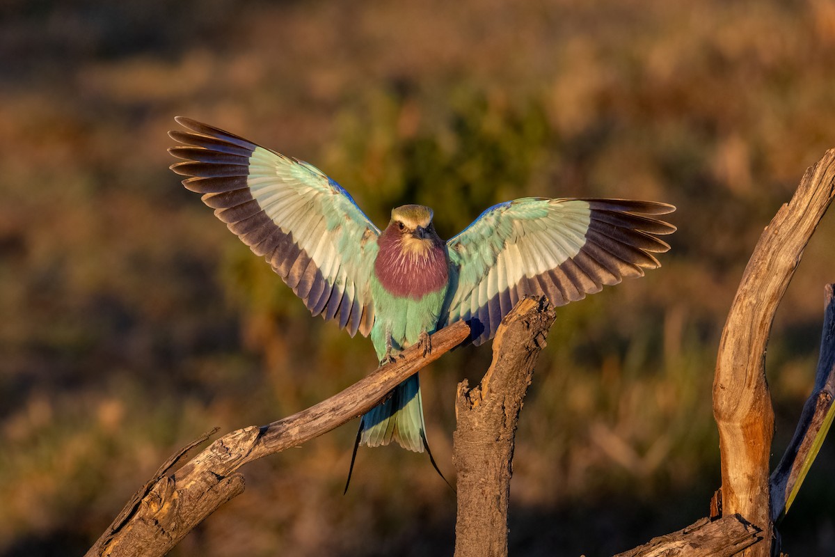 Lilac-breasted Roller - ML621678865