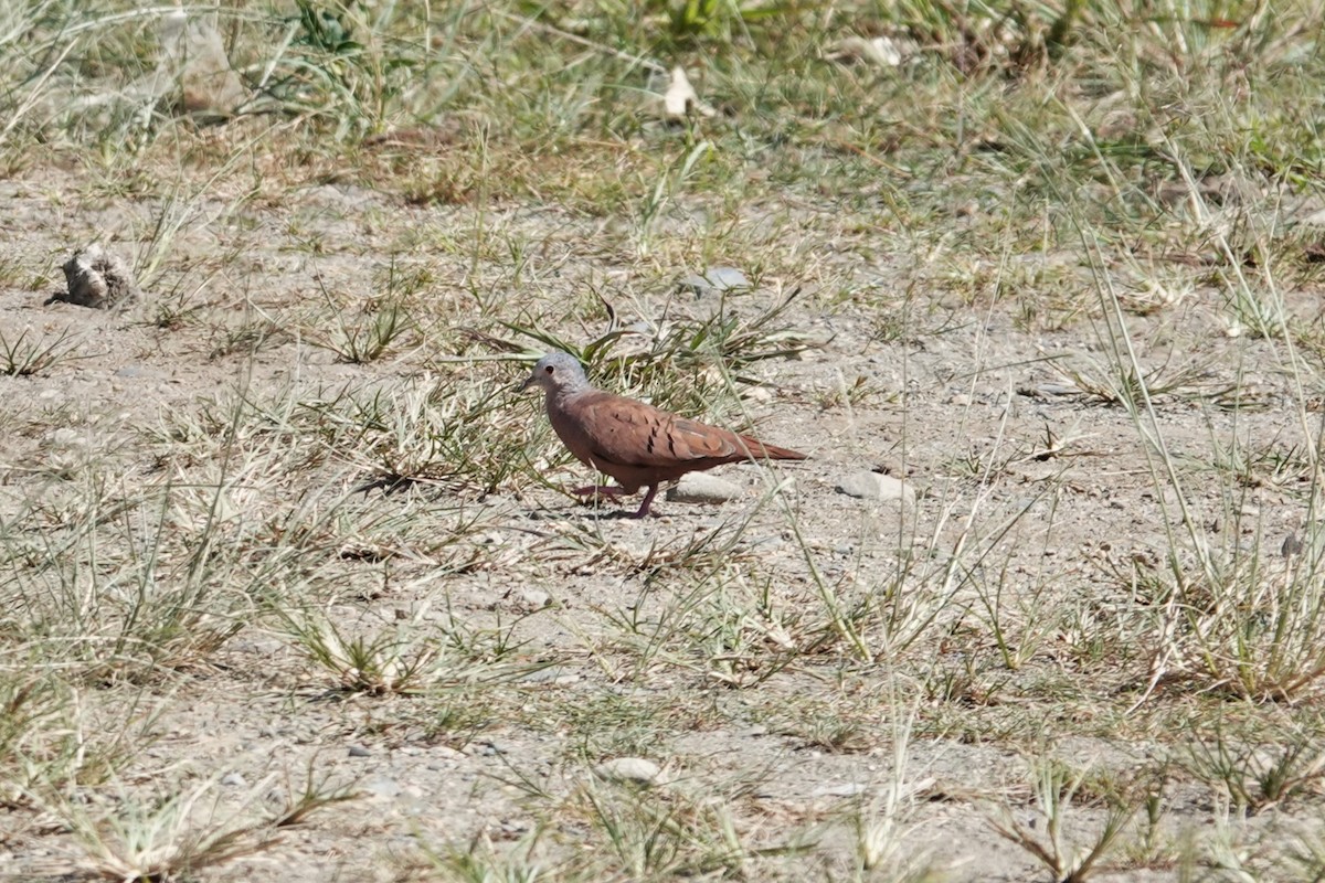 Ruddy Ground Dove - ML621678868