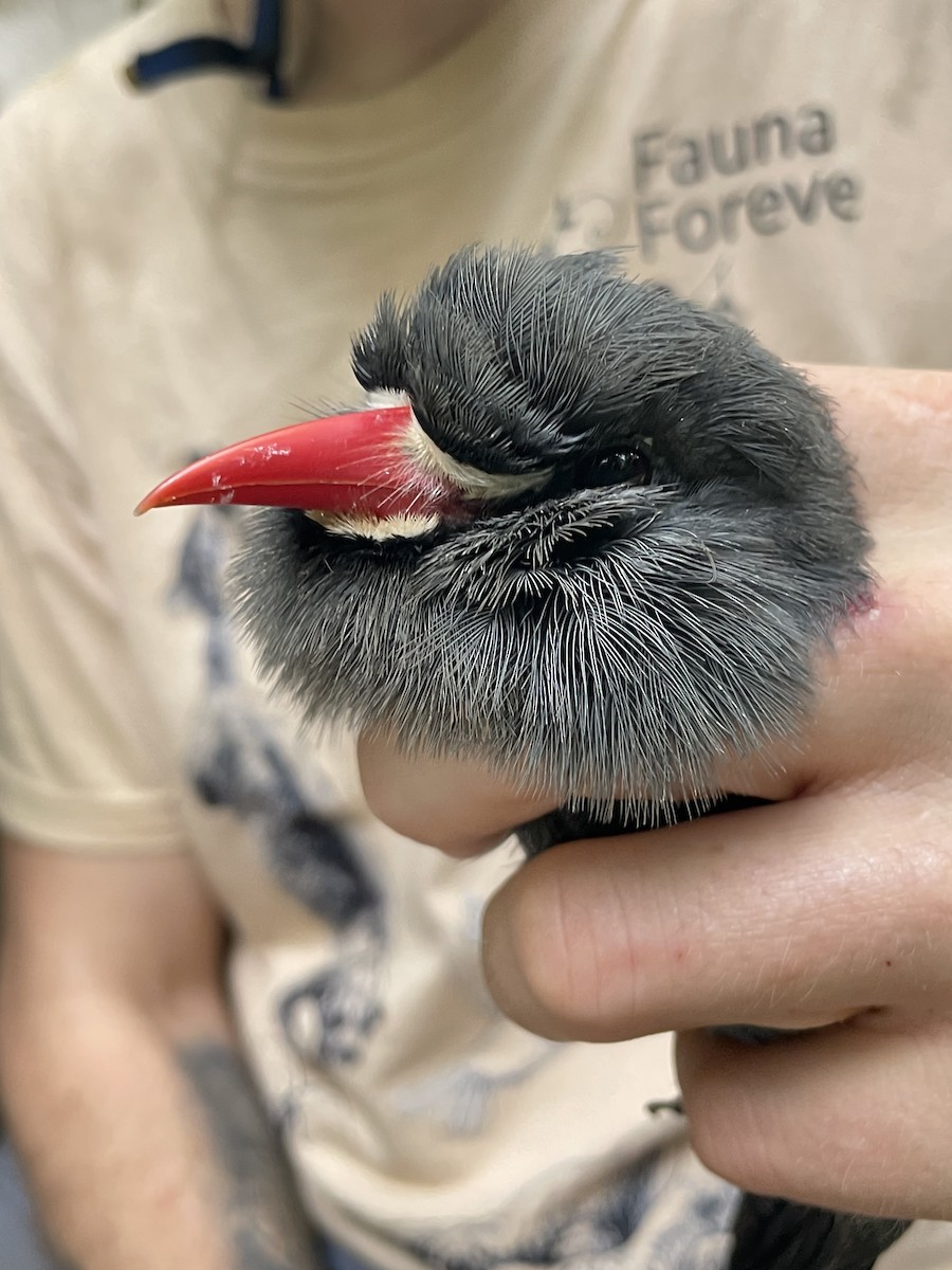 White-fronted Nunbird - ML621678880