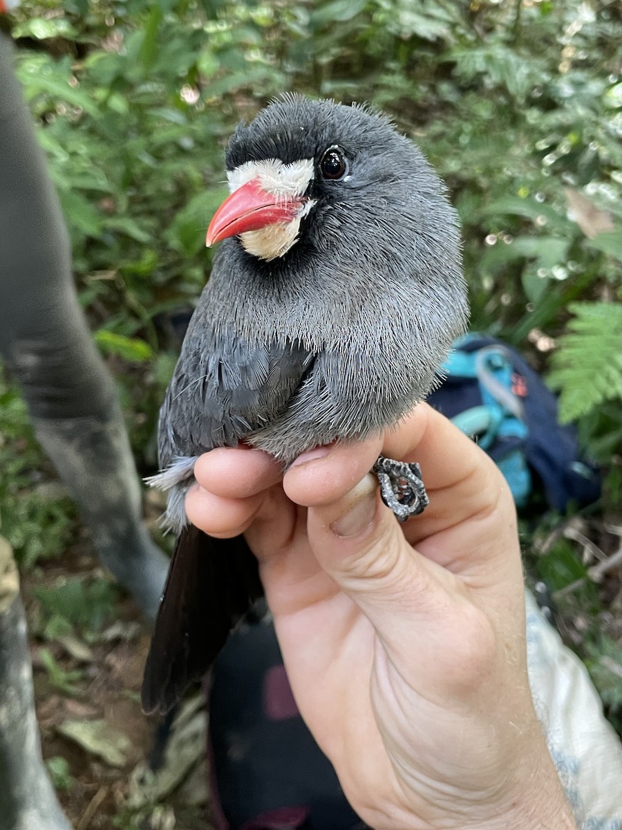 White-fronted Nunbird - ML621678898