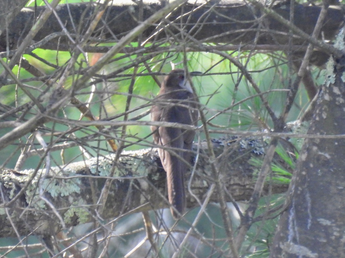 Black-billed Cuckoo - ML621678899