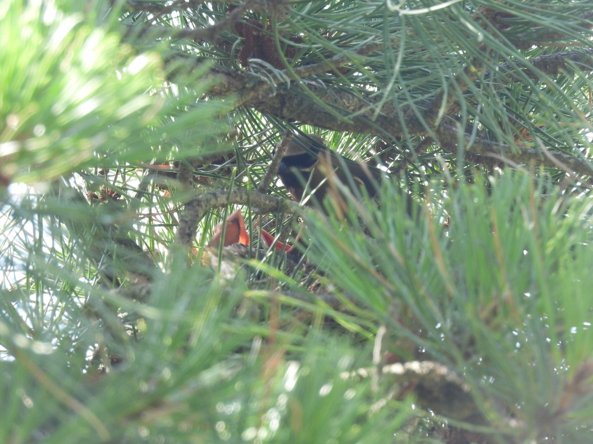 Cedar Waxwing - ML621678916