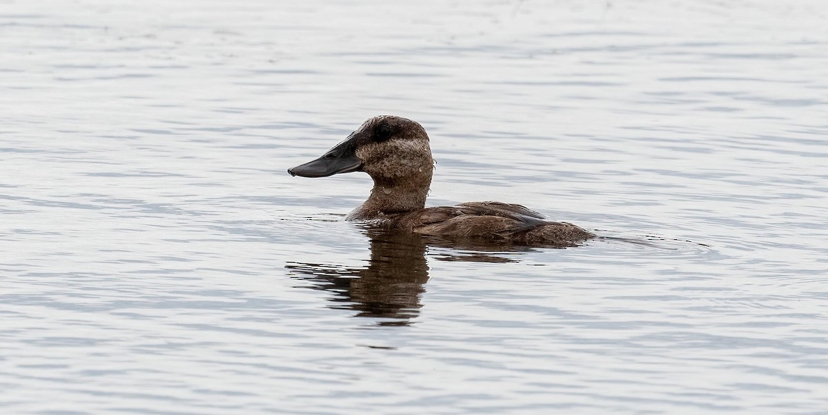 Ruddy Duck - Yannick Fleury