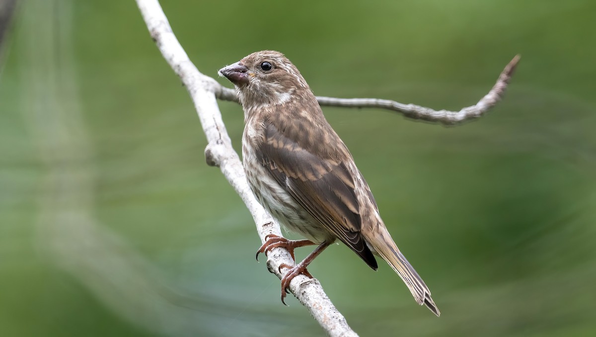 Purple Finch - ML621678944