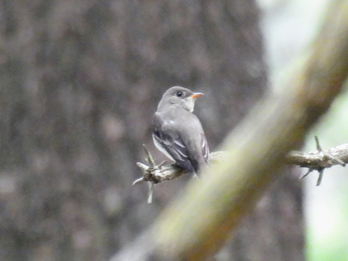 Eastern Wood-Pewee - ML621678949