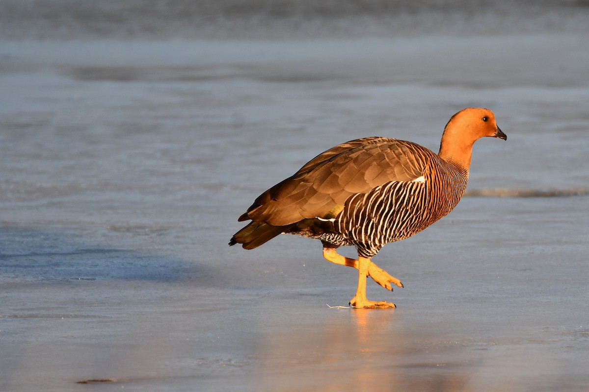 Upland Goose - ML621678960