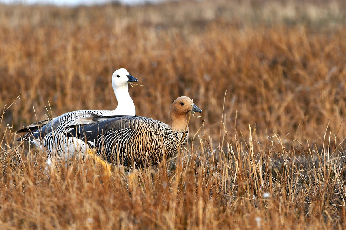 Upland Goose - ML621678961