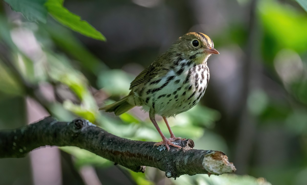 Ovenbird - Yannick Fleury