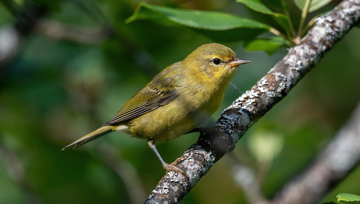 Tennessee Warbler - ML621678980