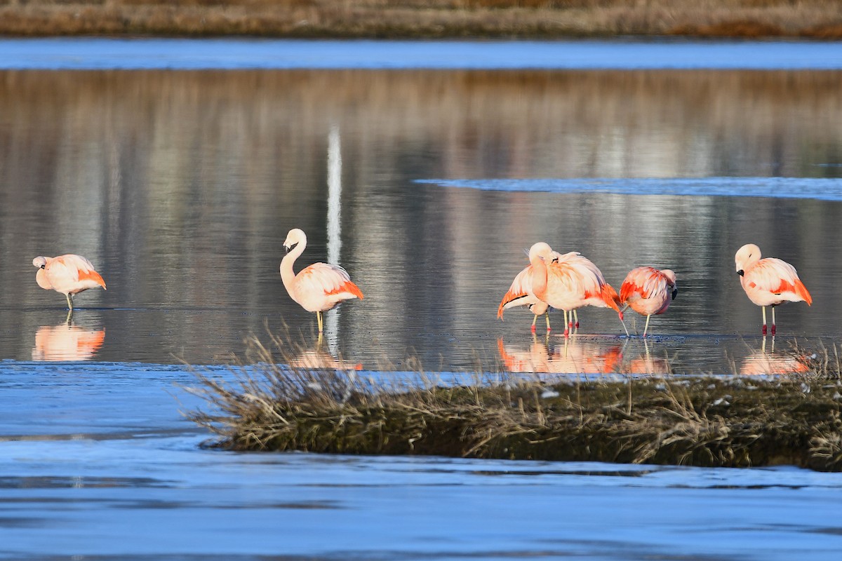 Chilean Flamingo - ML621678993