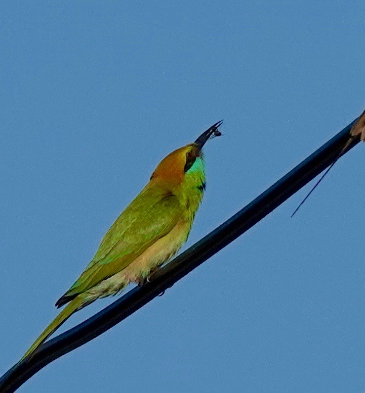 Asian Green Bee-eater - ML621678994