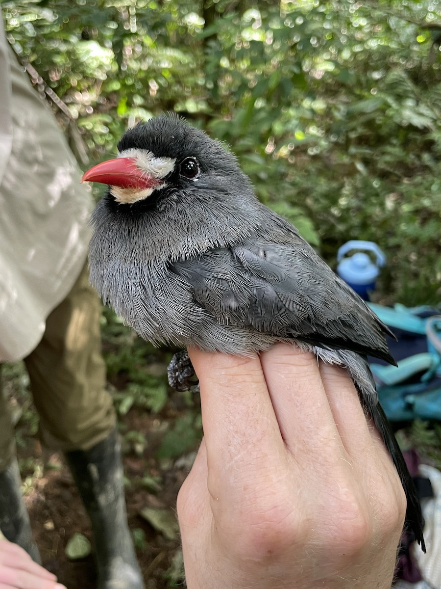 White-fronted Nunbird - ML621678995