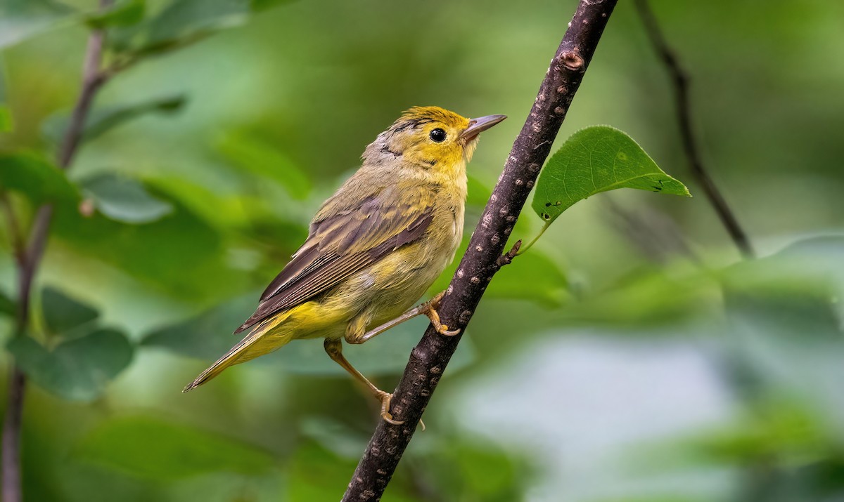 Yellow Warbler - Yannick Fleury