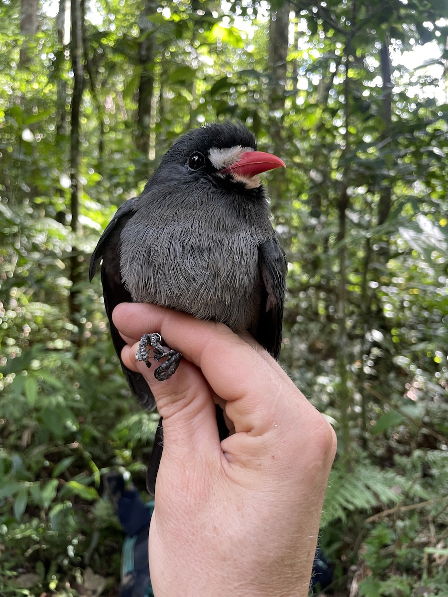 White-fronted Nunbird - ML621679002