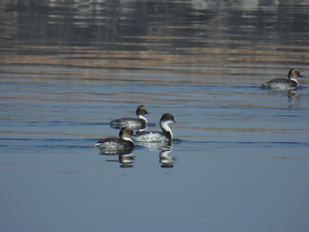 Silvery Grebe (Andean) - ML621679227