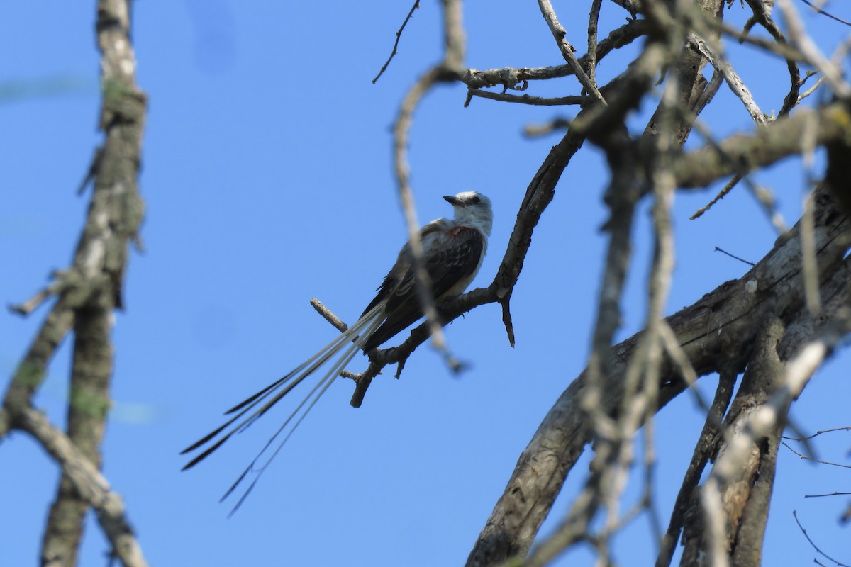 Scissor-tailed Flycatcher - ML621679228