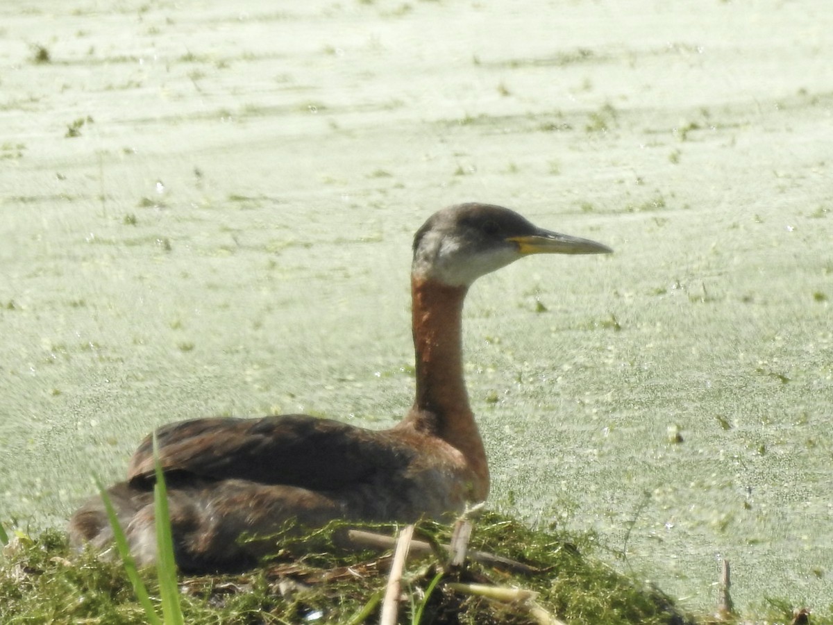 Red-necked Grebe - ML621679232