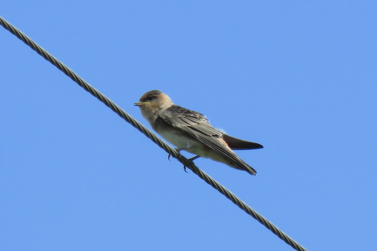 Cave Swallow - ML621679235