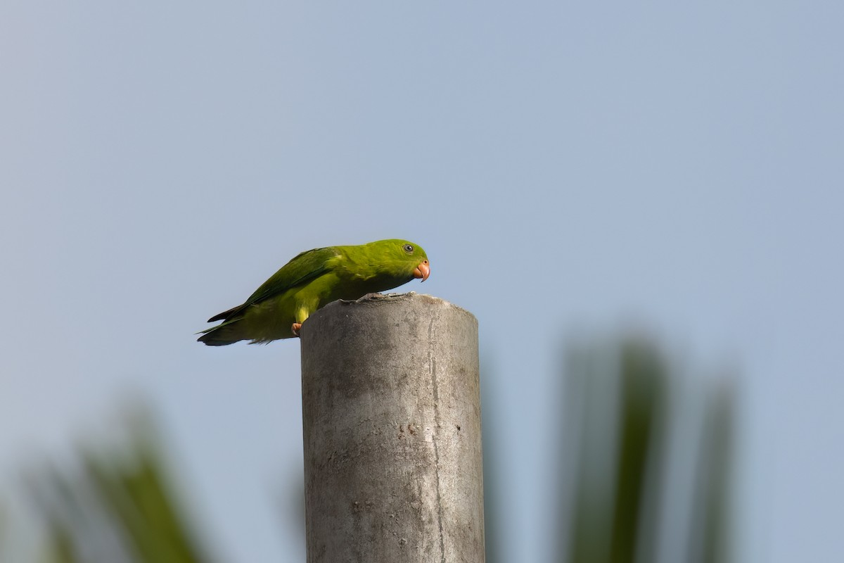 Vernal Hanging-Parrot - Kalpesh Krishna