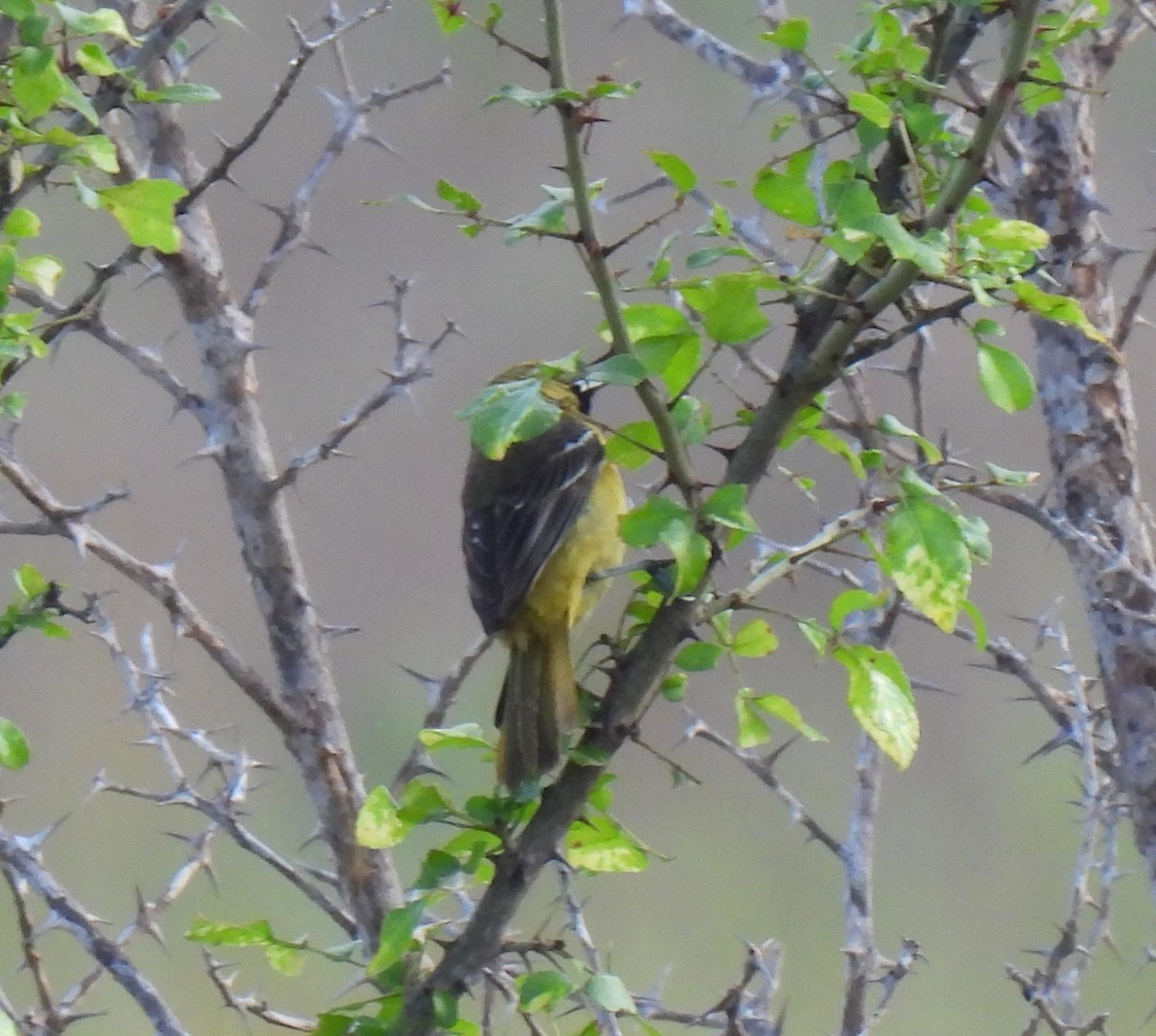 Orchard Oriole - ML621679266