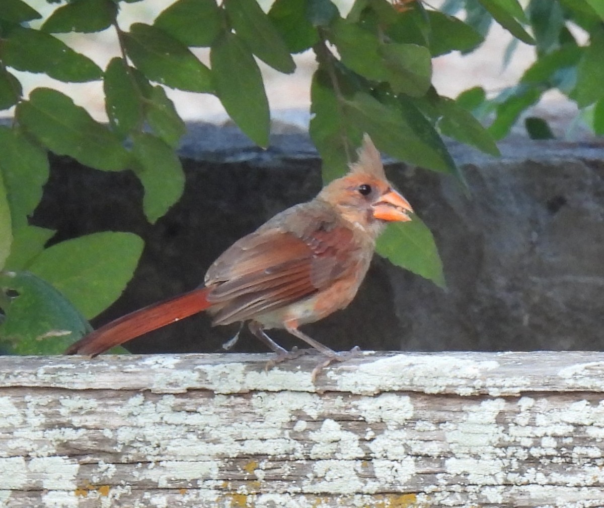 Northern Cardinal - ML621679291