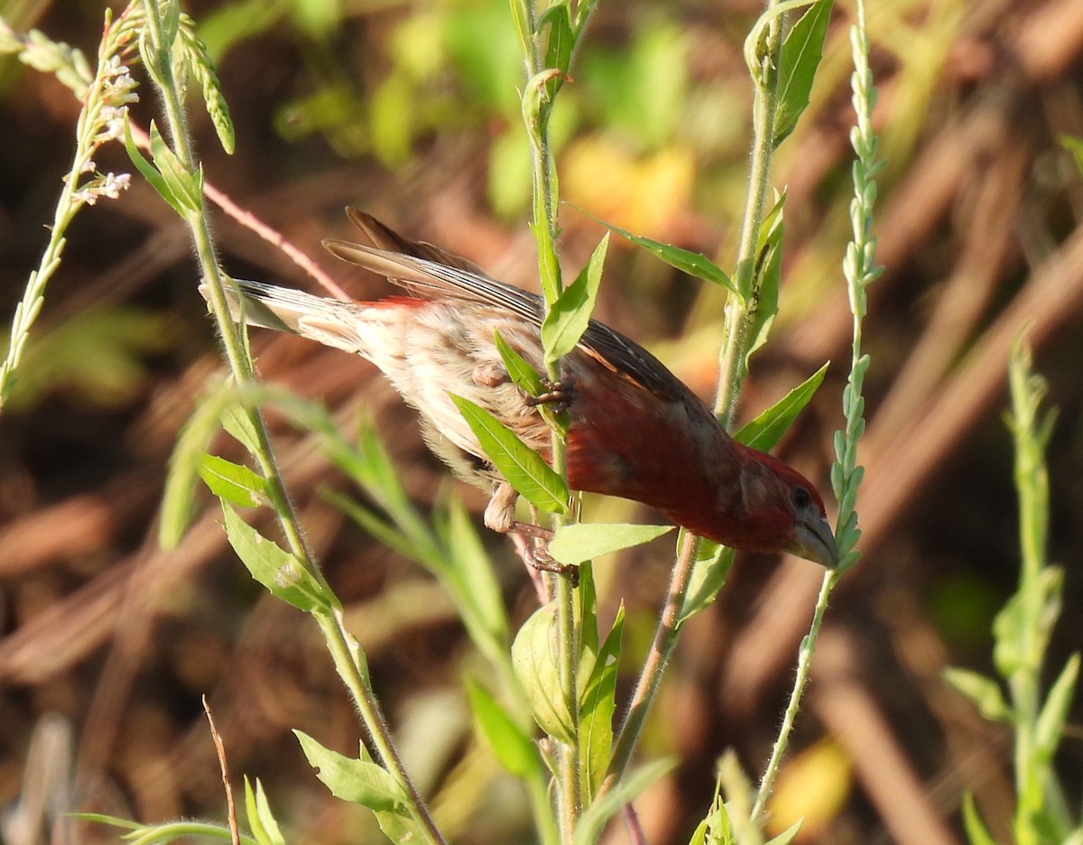 House Finch - ML621679299