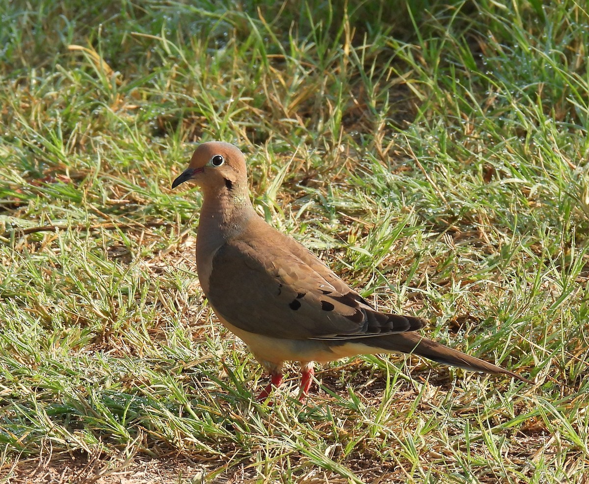 Mourning Dove - ML621679302