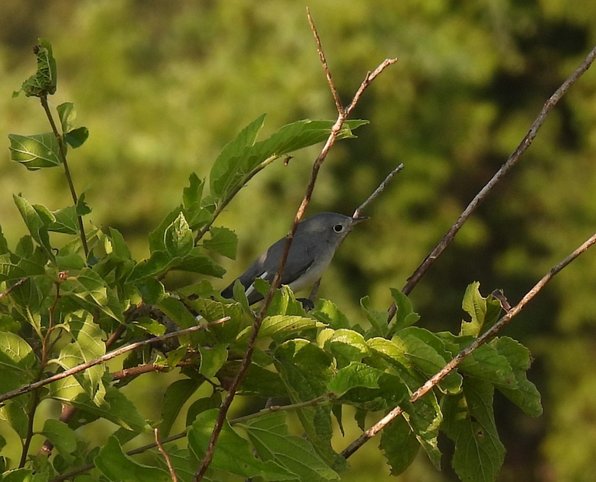 Blue-gray Gnatcatcher - ML621679323