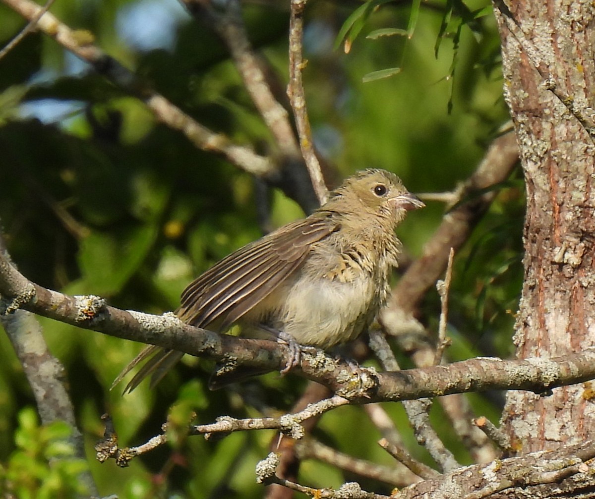 Painted Bunting - ML621679325