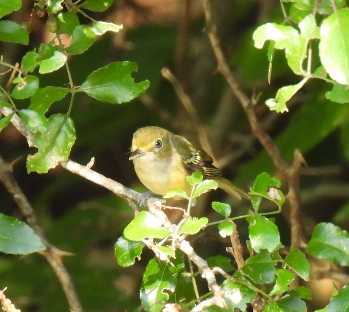 White-eyed Vireo - ML621679337