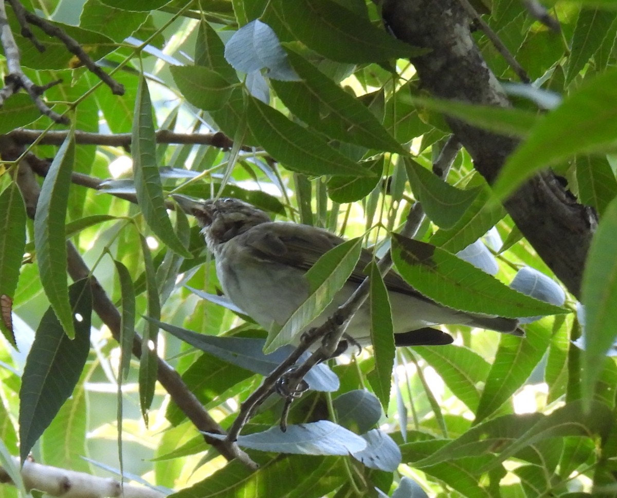 Red-eyed Vireo - ML621679345