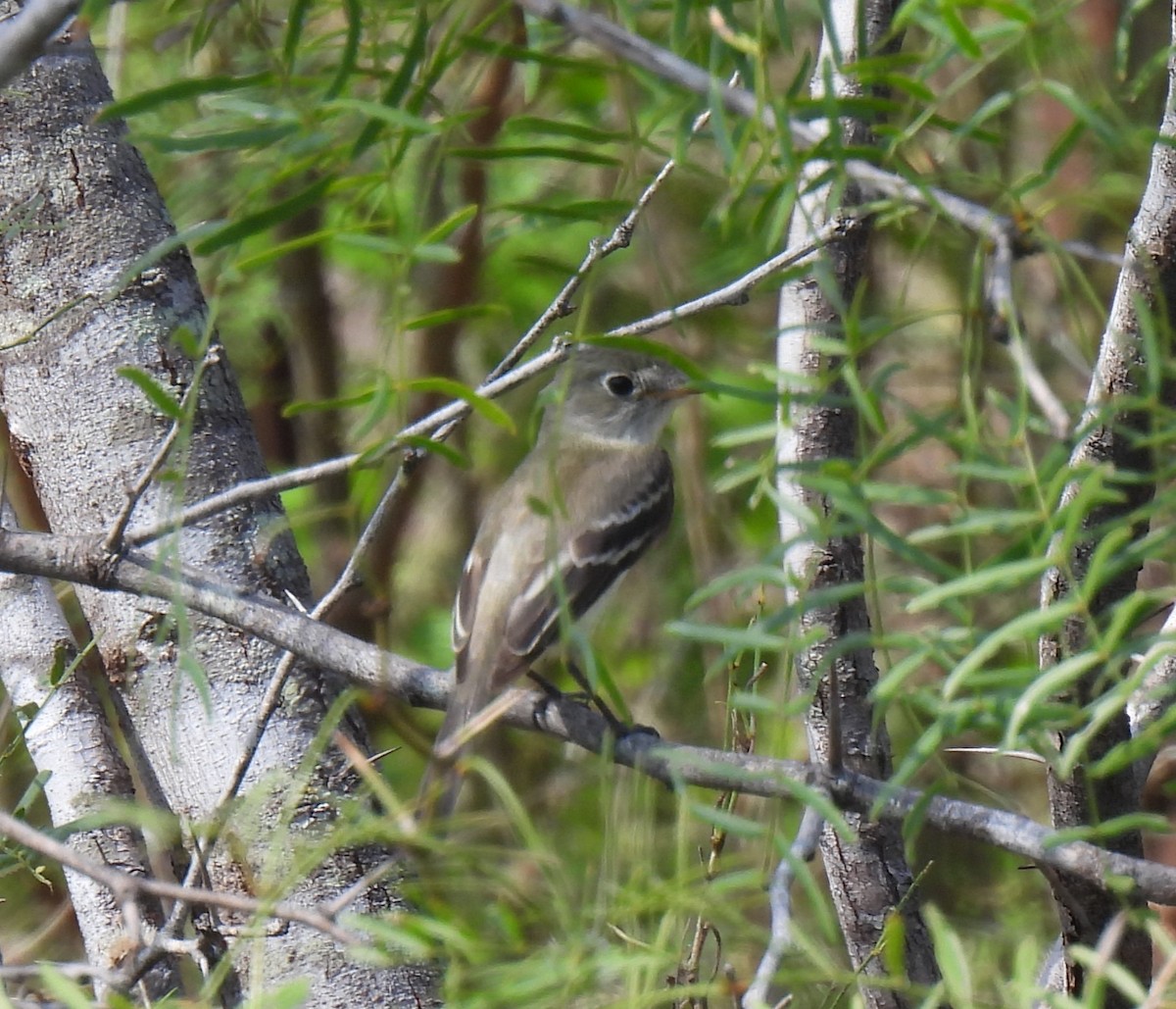 Least Flycatcher - ML621679351