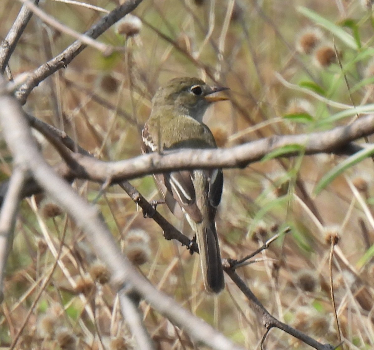 Least Flycatcher - ML621679353