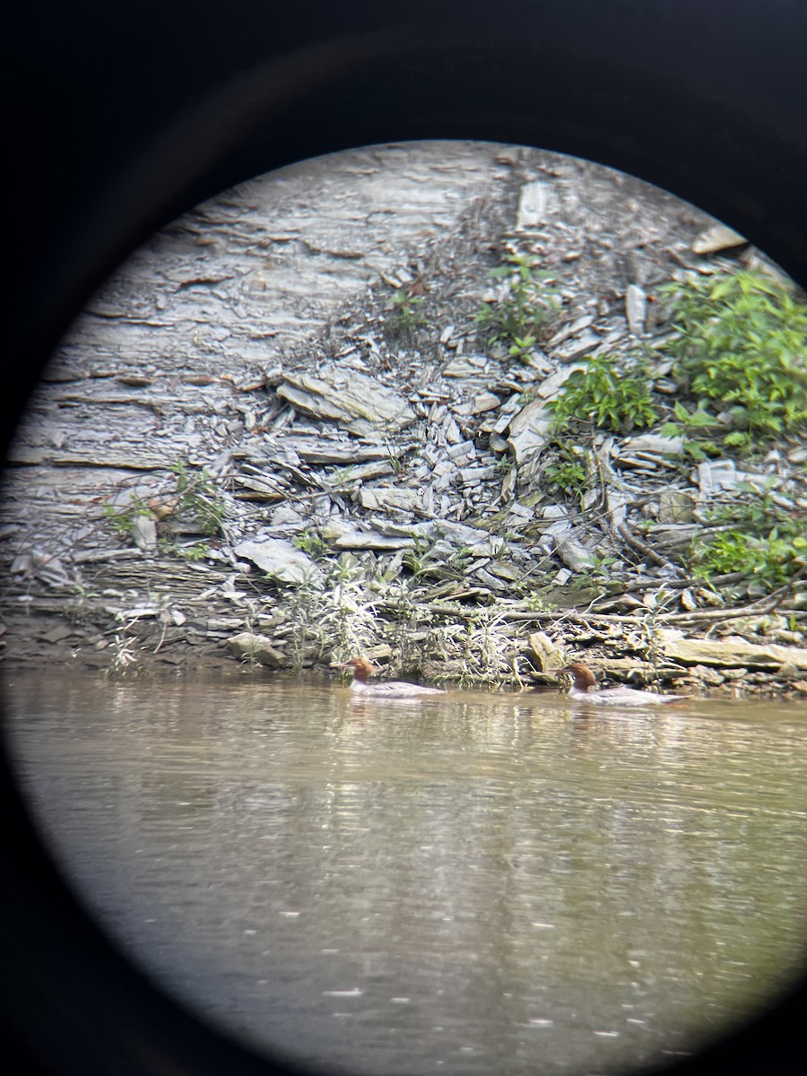 Common Merganser - ML621679414