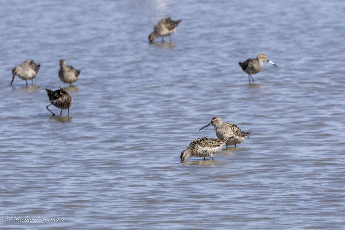 Stilt Sandpiper - Richard Latuchie