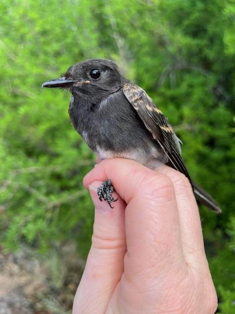 Black Phoebe - ML621679482