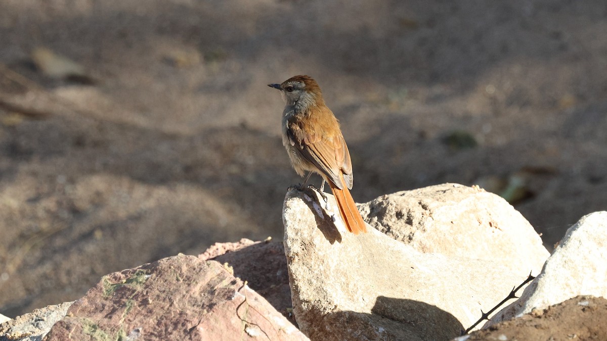 Rufous-tailed Palm-Thrush - ML621679503