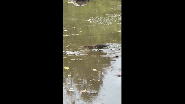 Green Heron - ML621679541