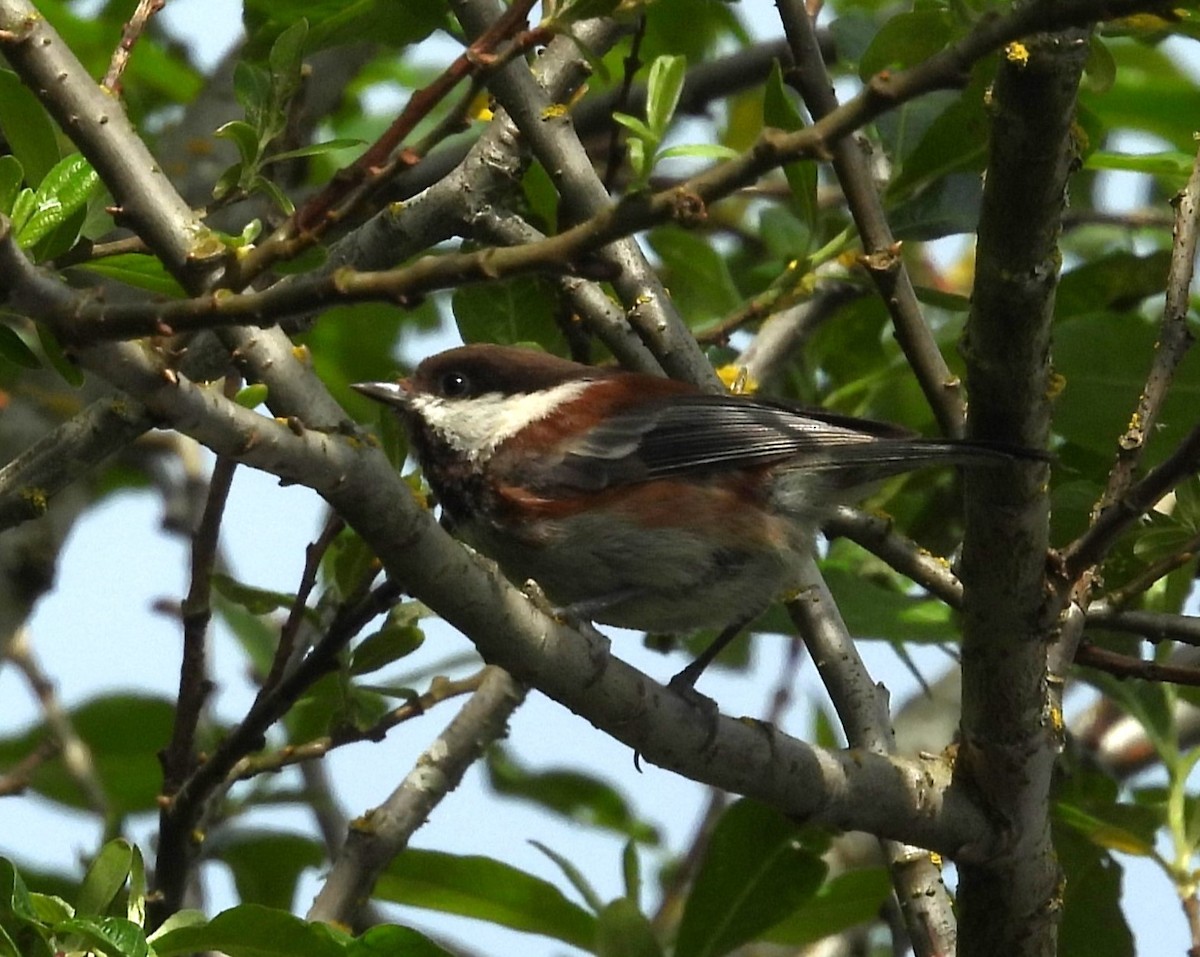 Chestnut-backed Chickadee - ML621679575