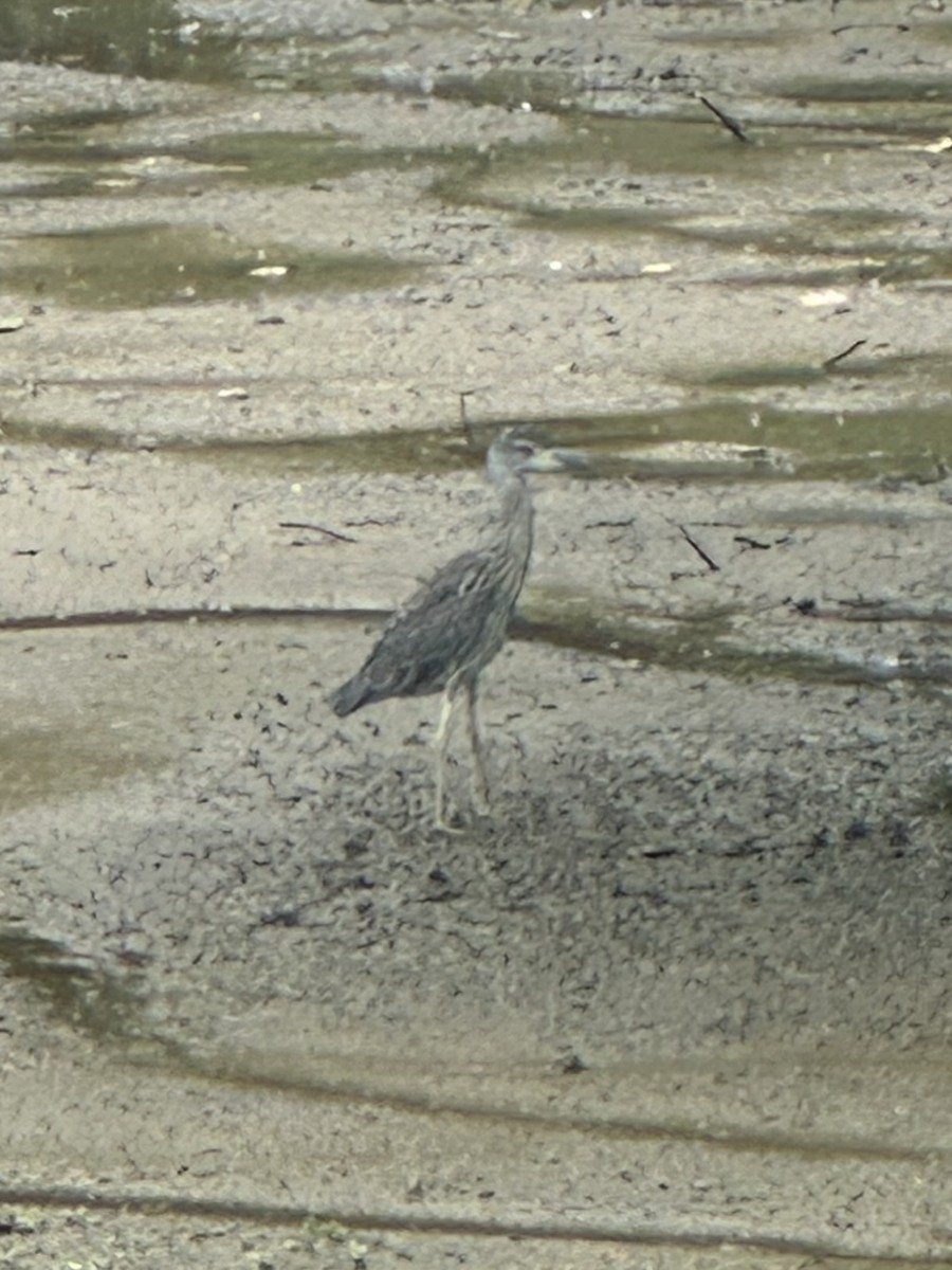 Yellow-crowned Night Heron - ML621679634