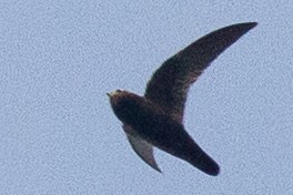 Costa Rican Swift - ML621679655