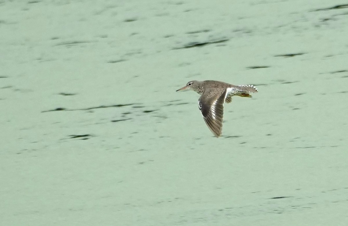 Spotted Sandpiper - John Daniel