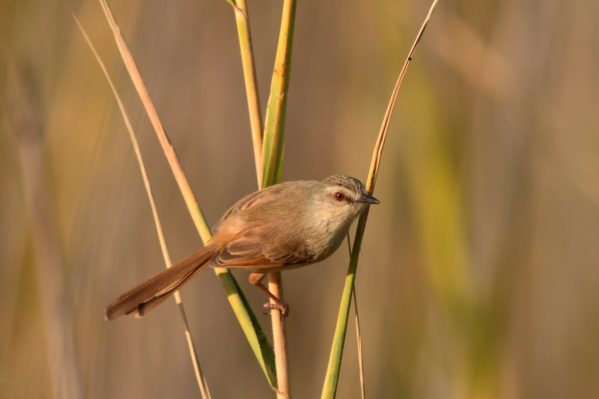 Prinia modeste - ML621679743