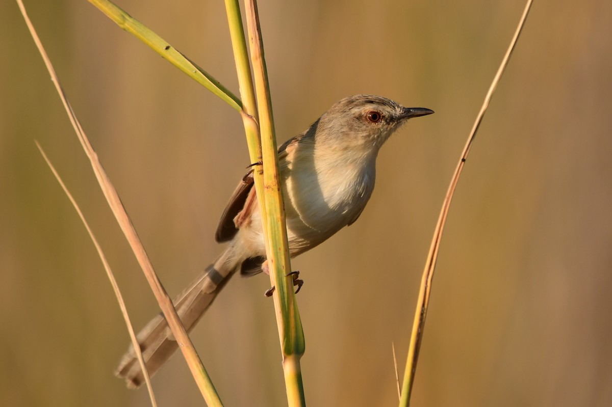 Prinia Modesta - ML621679744