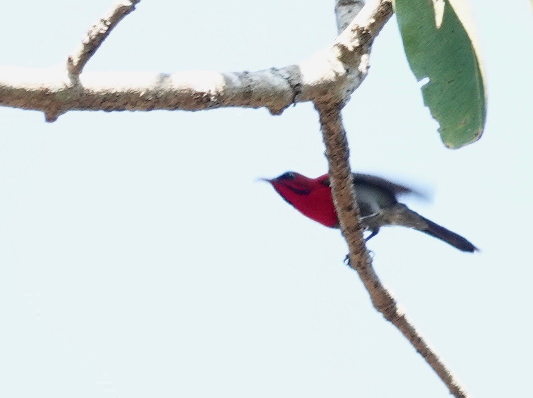 Crimson Sunbird - ML621679745