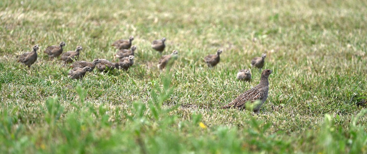 Gray Partridge - Dan Mason