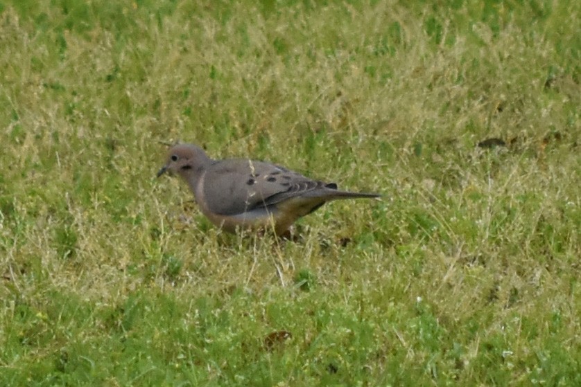 Mourning Dove - ML621679797