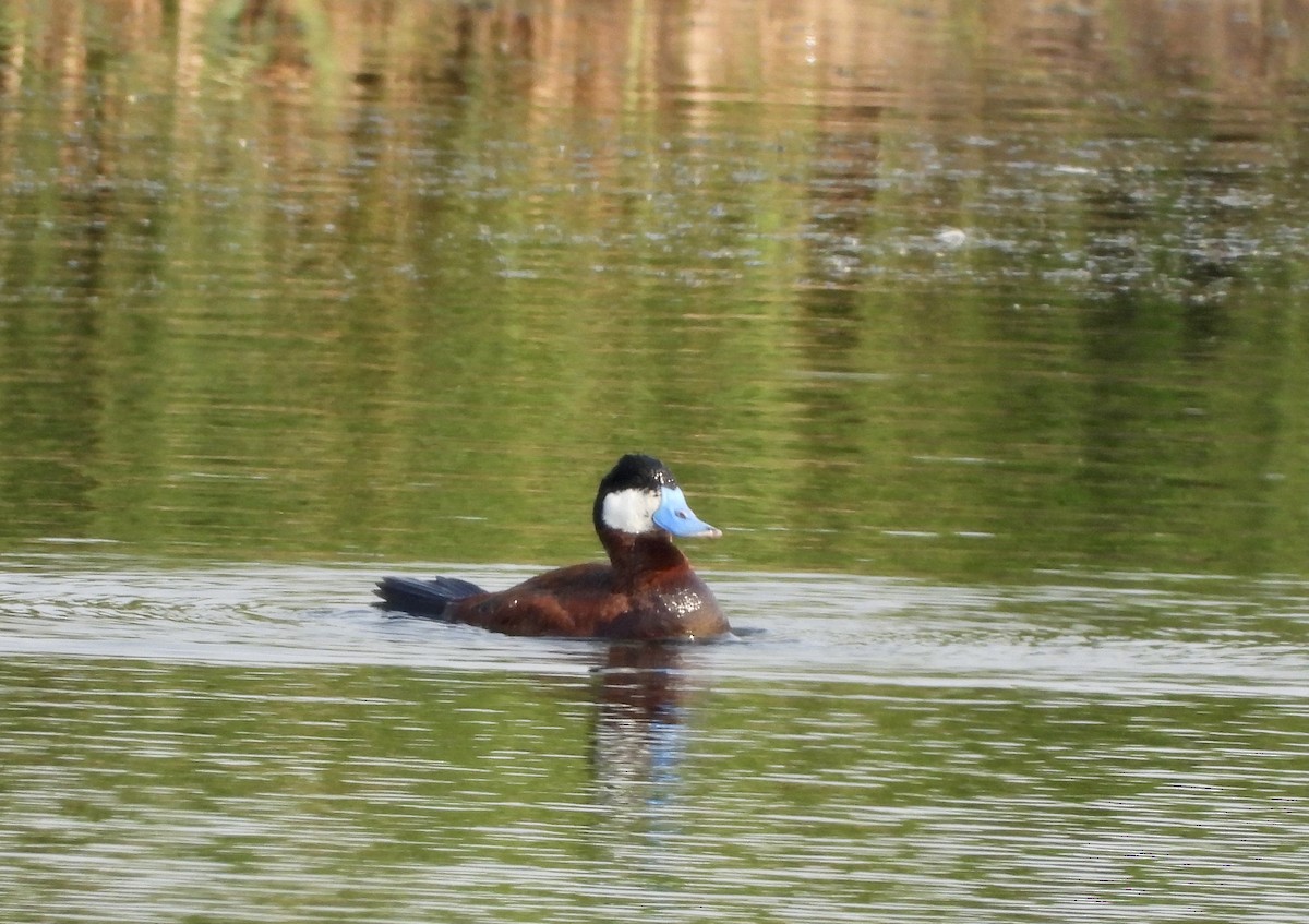 Ruddy Duck - ML621679800