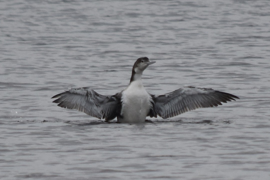 Common Loon - ML621679803